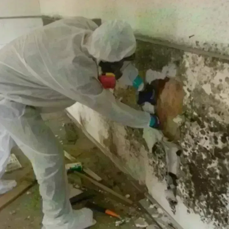 Mold Remediation and Removal in Cambridge, IL